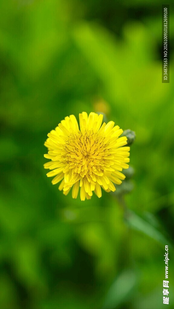 柔焦小黄花特写