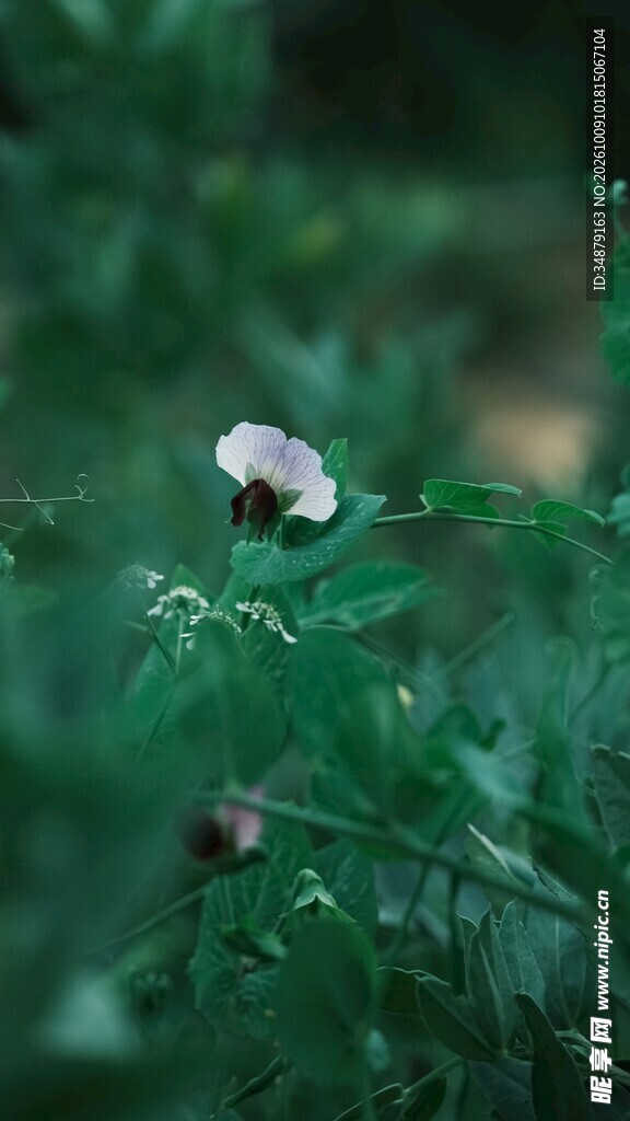 林间野生小蘑菇