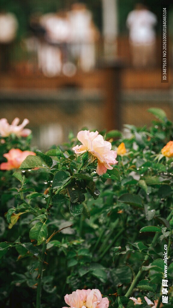柔焦花丛朦胧景致
