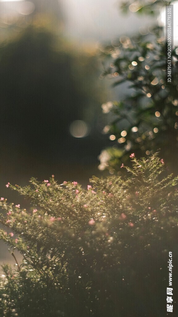 玻璃水珠朦胧水景