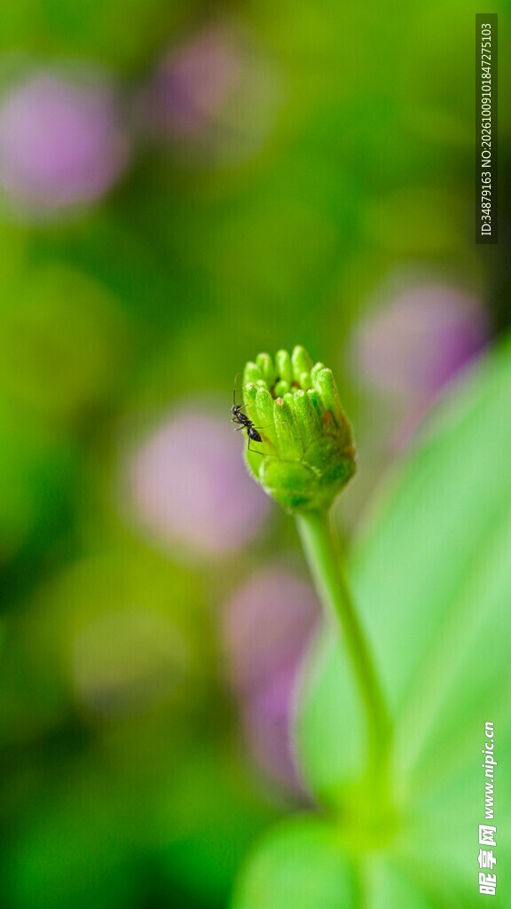柔焦清新植物花苞