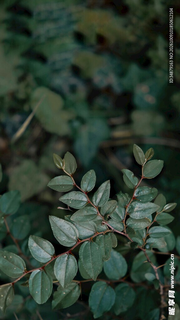 清新绿植枝叶特写