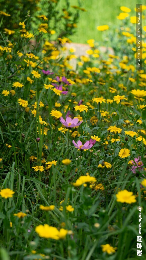朦胧春日野花草地