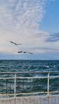 滨海海面飞鸟风光