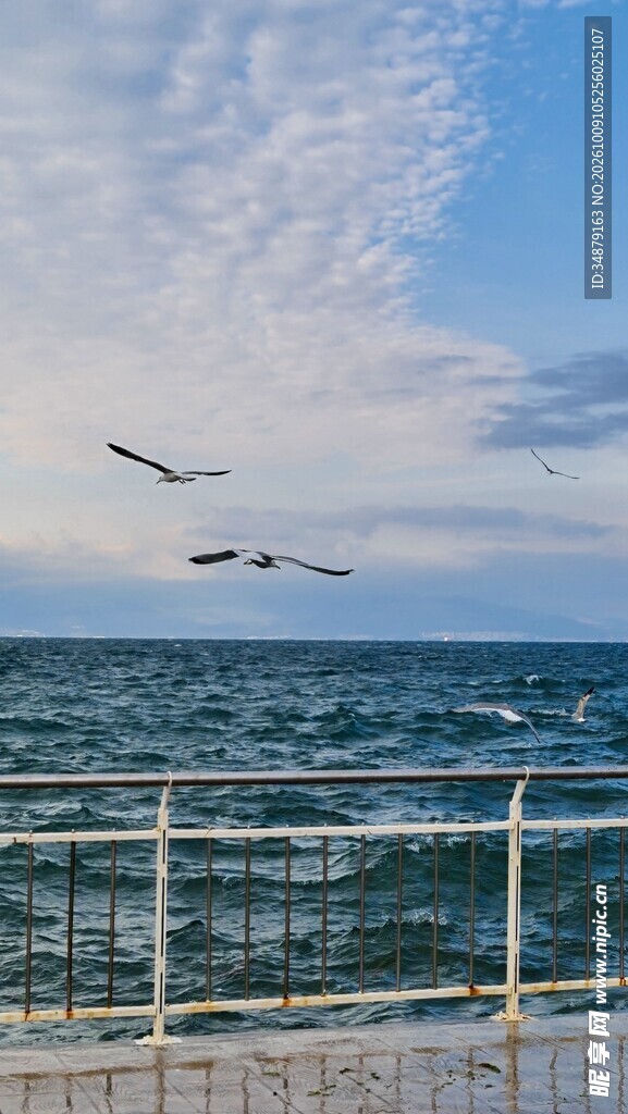 滨海海面飞鸟风光