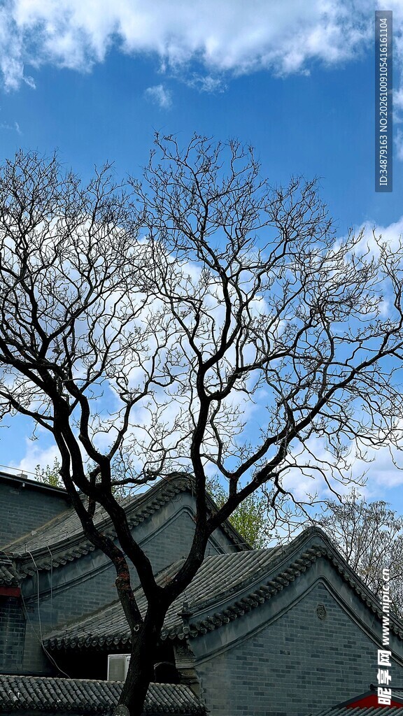 蓝天下古建旁的花树