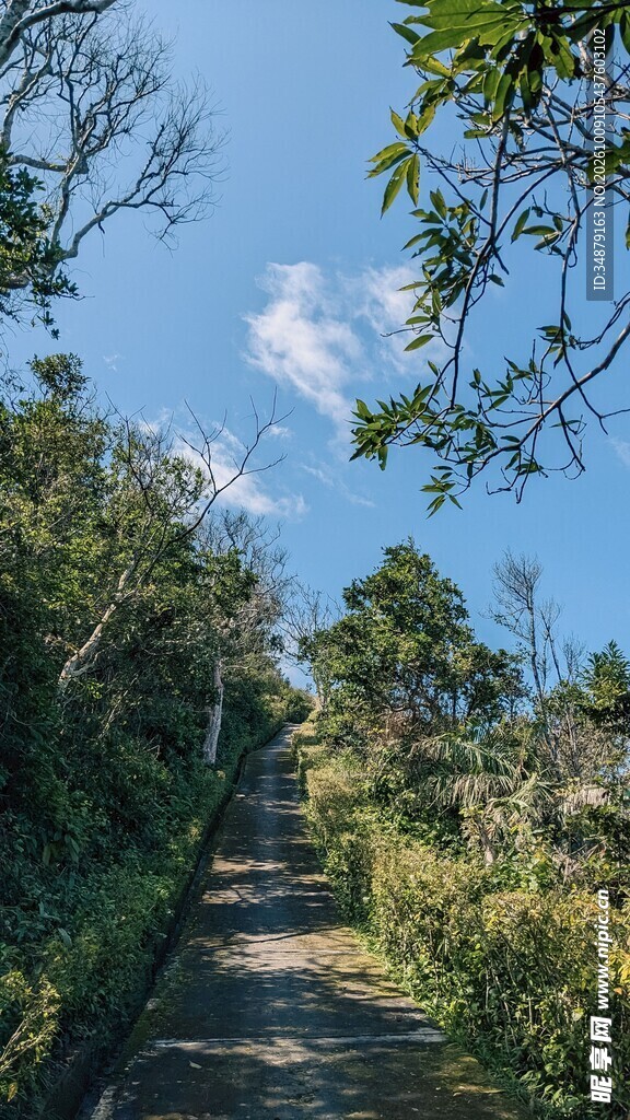 郊野林间晴日小路风景