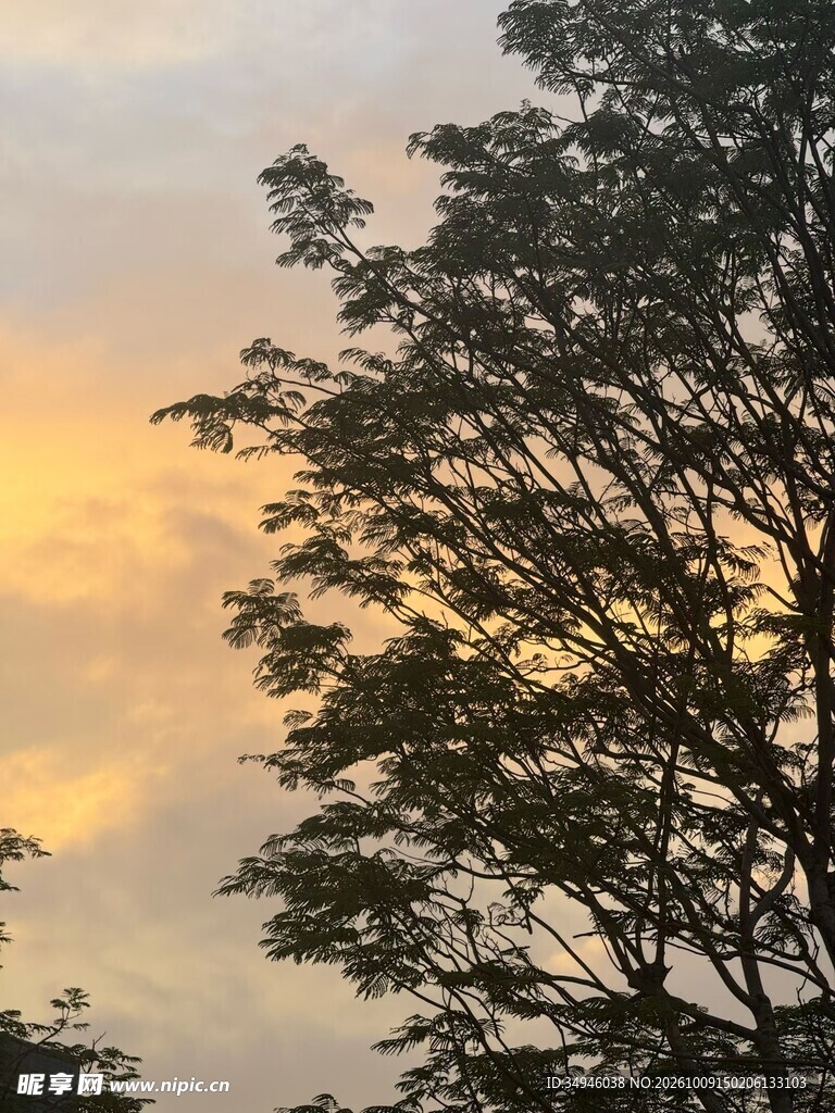 黄昏树影暖调天空