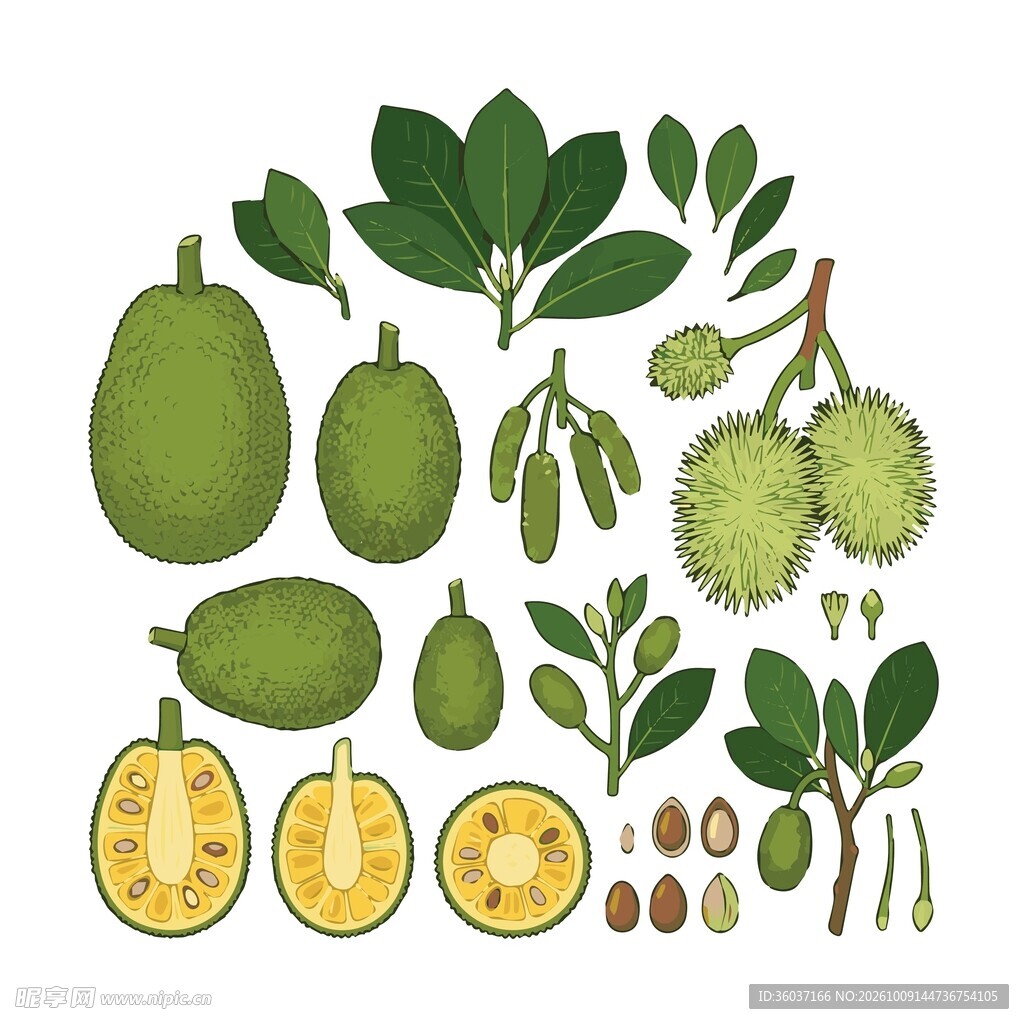 菠萝蜜图鉴