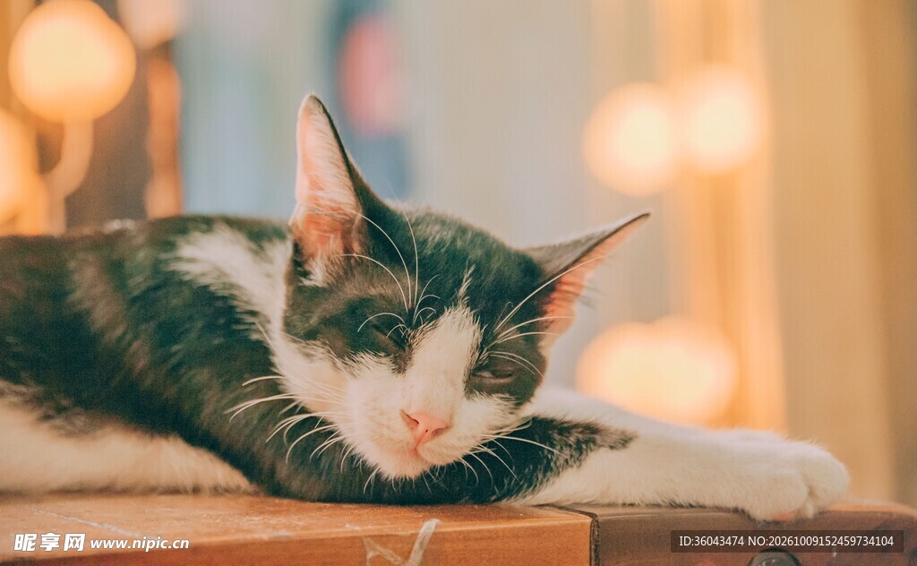 暖光下熟睡的小猫