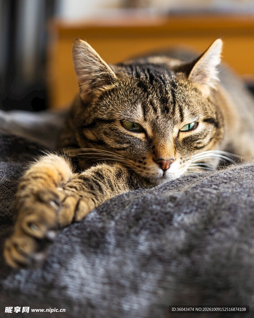 慵懒打盹的虎斑猫