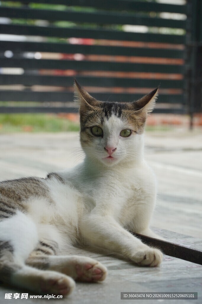 慵懒休憩的小猫咪