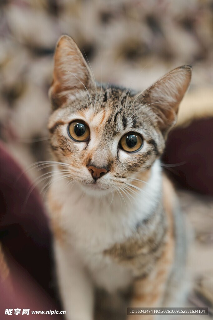 好奇的虎斑小猫