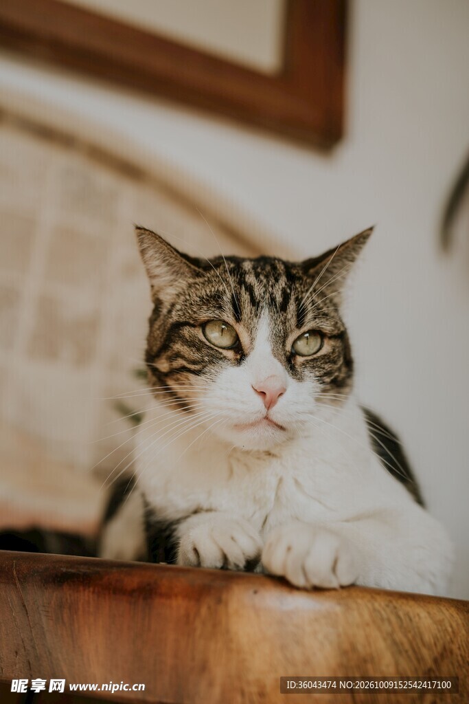 慵懒可爱的虎斑家猫