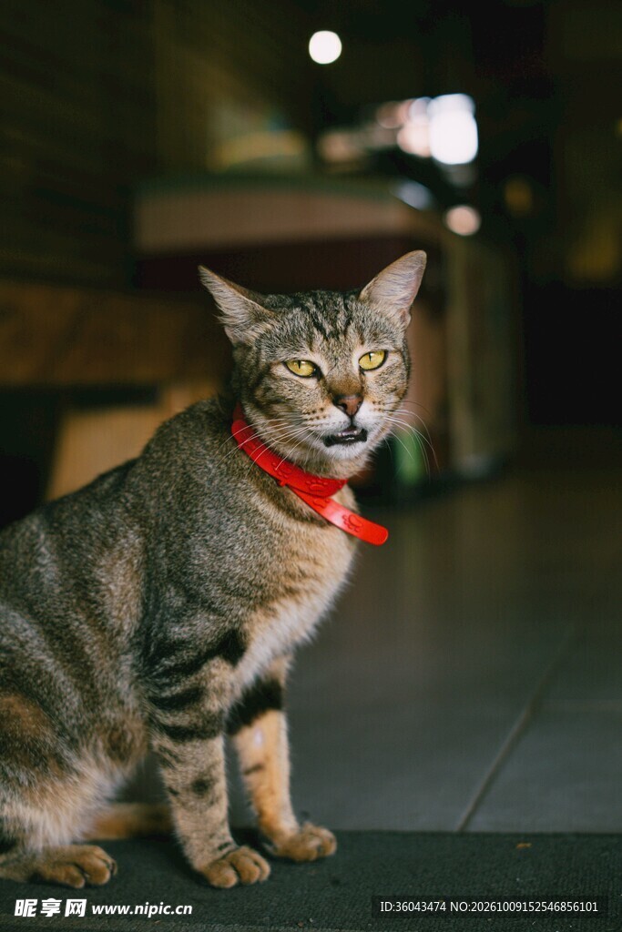 戴红项圈的虎斑猫