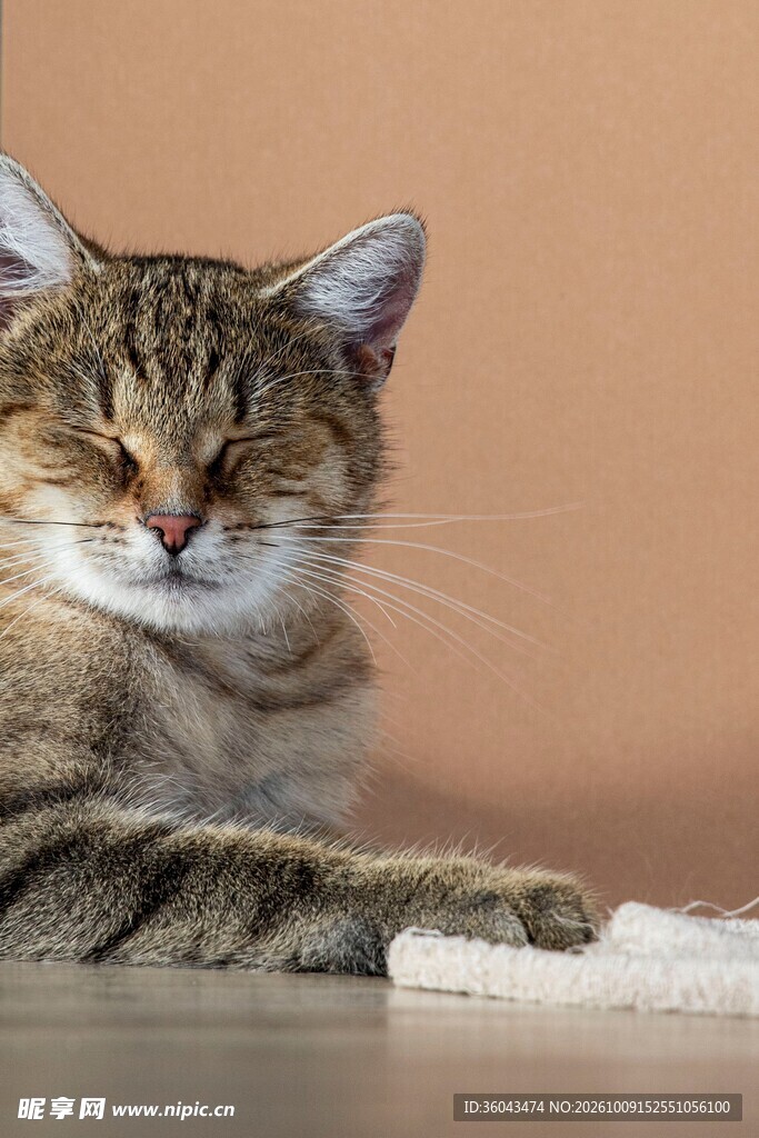 慵懒小憩的虎斑猫