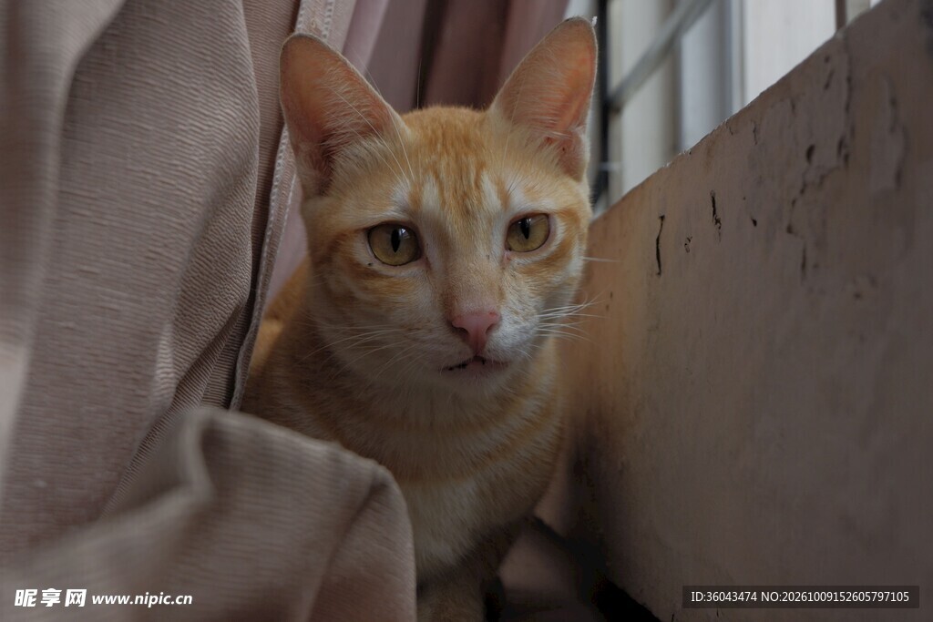 窗边呆萌橘猫