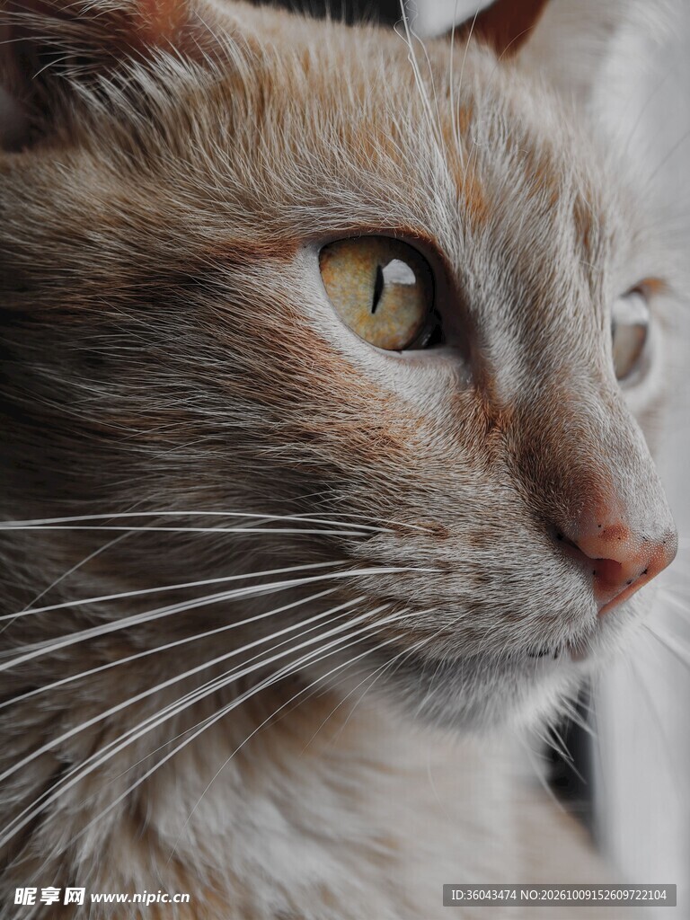 猫咪侧脸特写