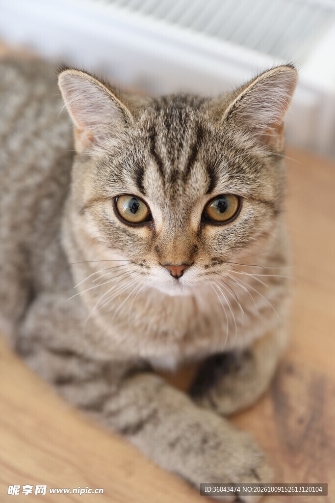 虎斑猫正面特写