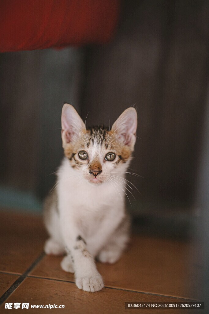 可爱小奶猫端坐室内