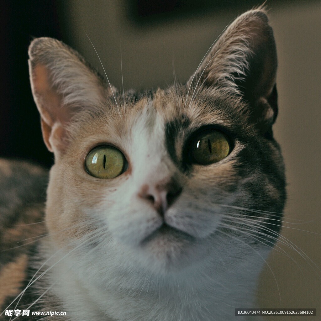 三花猫咪头部特写