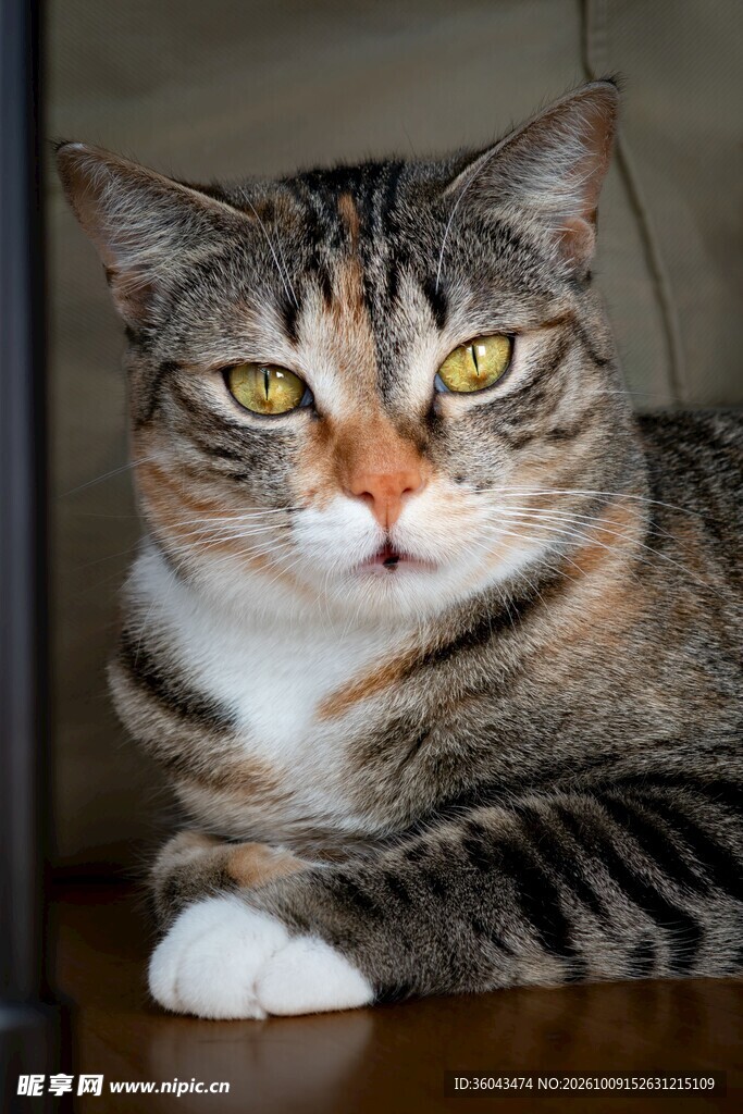 虎斑猫咪正面特写