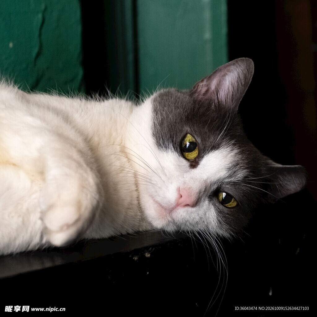 慵懒休憩的小猫咪