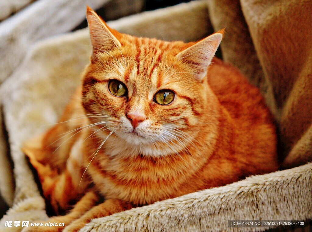沙发上的胖橘猫