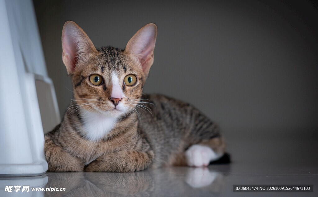 静卧的虎斑宠物猫