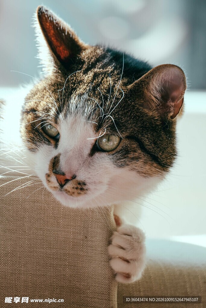 竖大拇指的搞怪猫咪