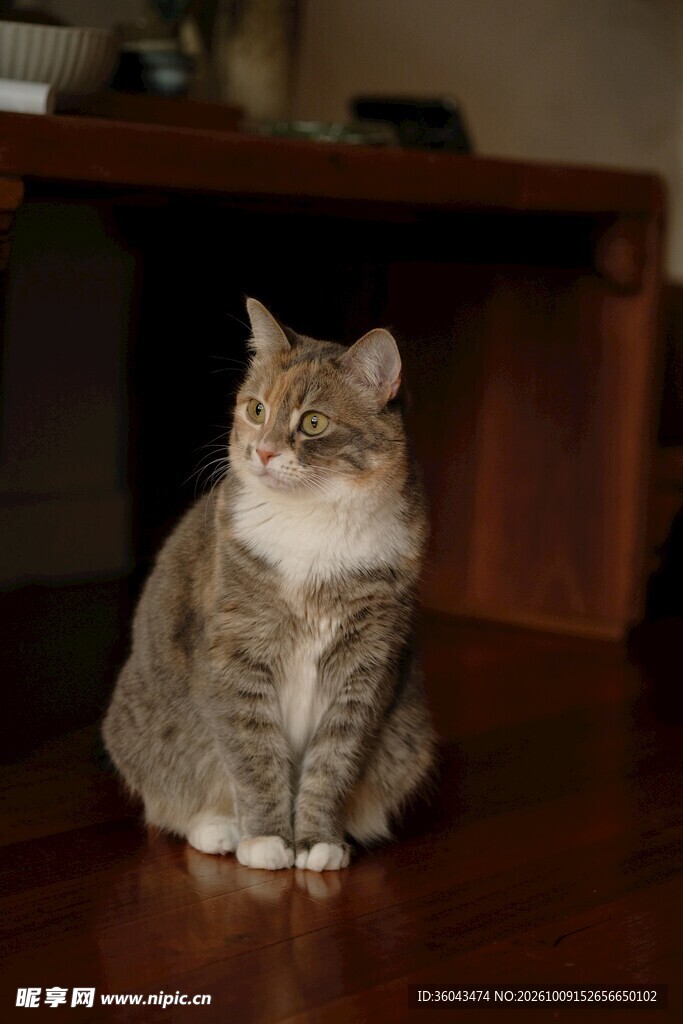 室内端坐的可爱虎斑猫