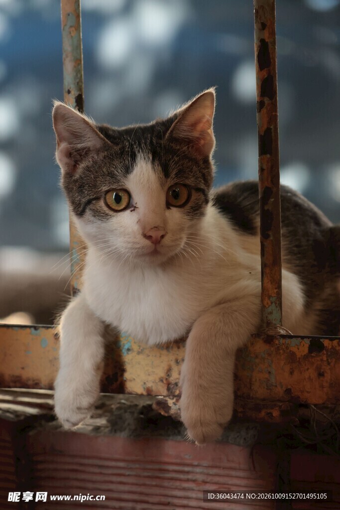 窗边的可爱小猫