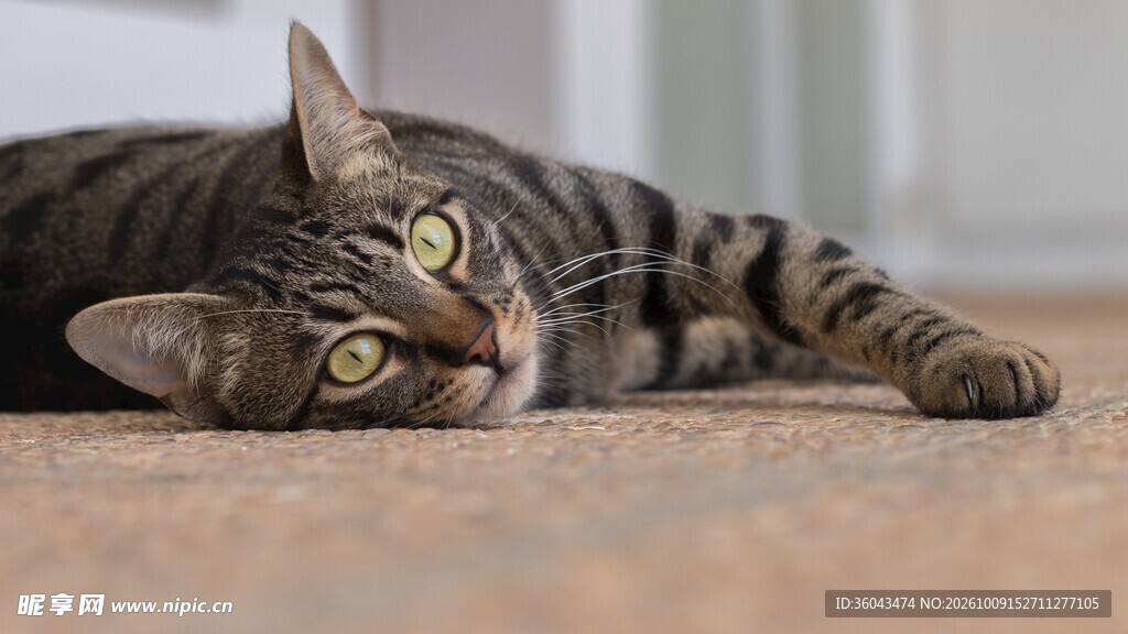 慵懒躺卧的虎斑猫