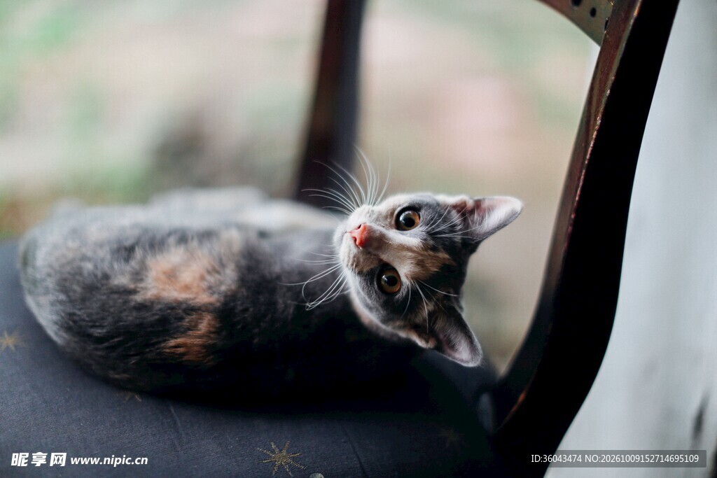 窗边好奇的三花小猫