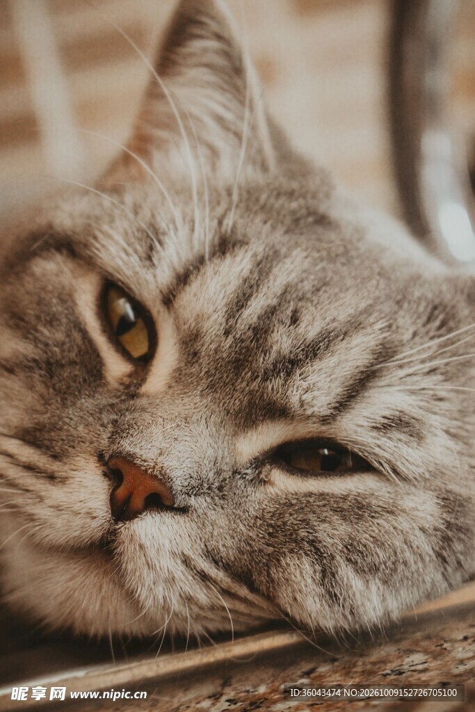 慵懒虎斑猫脸部特写