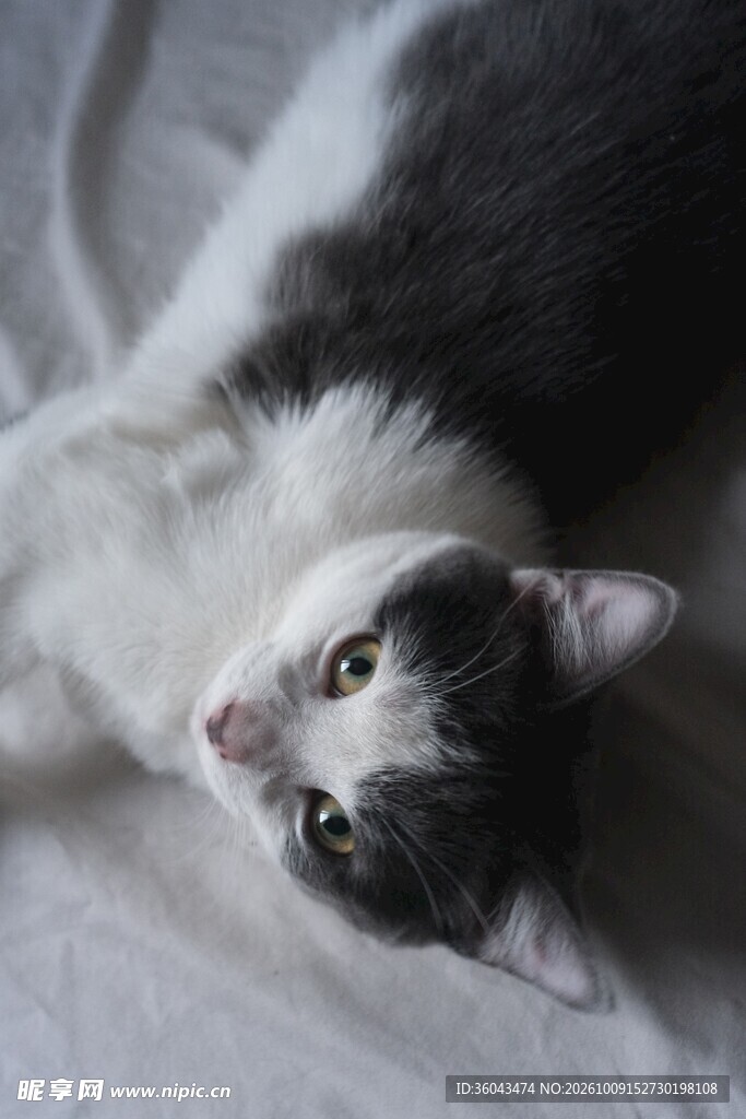 纱帘后探看的黑白小猫