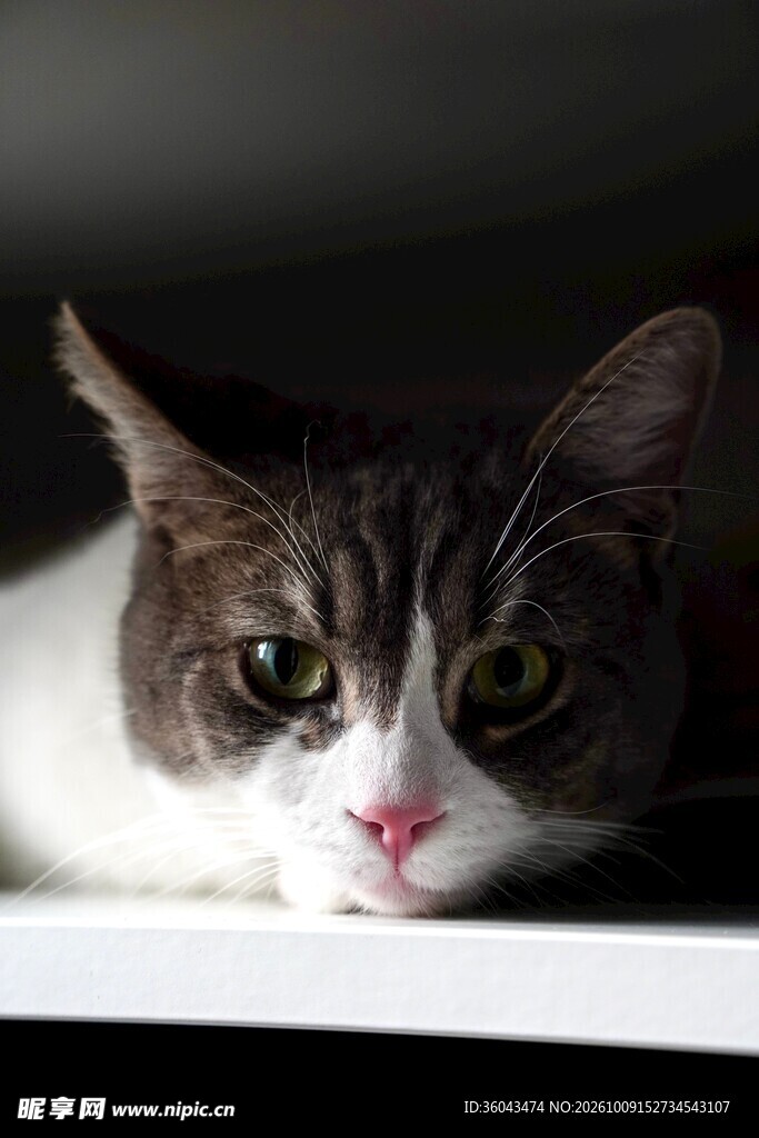 缝隙中探出头的小猫