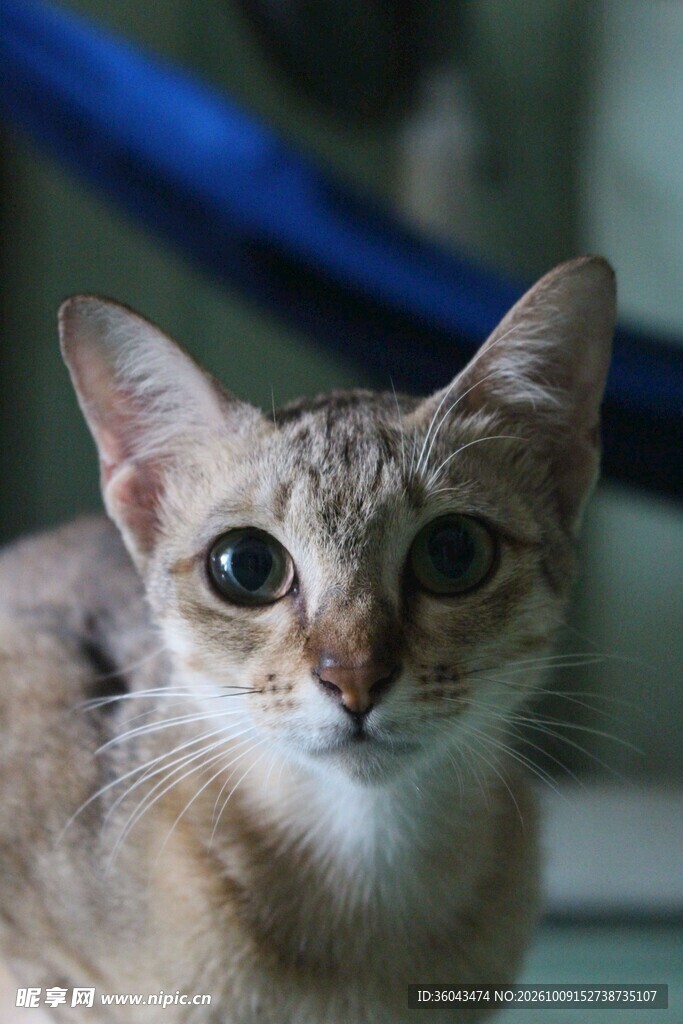 好奇小猫正面特写