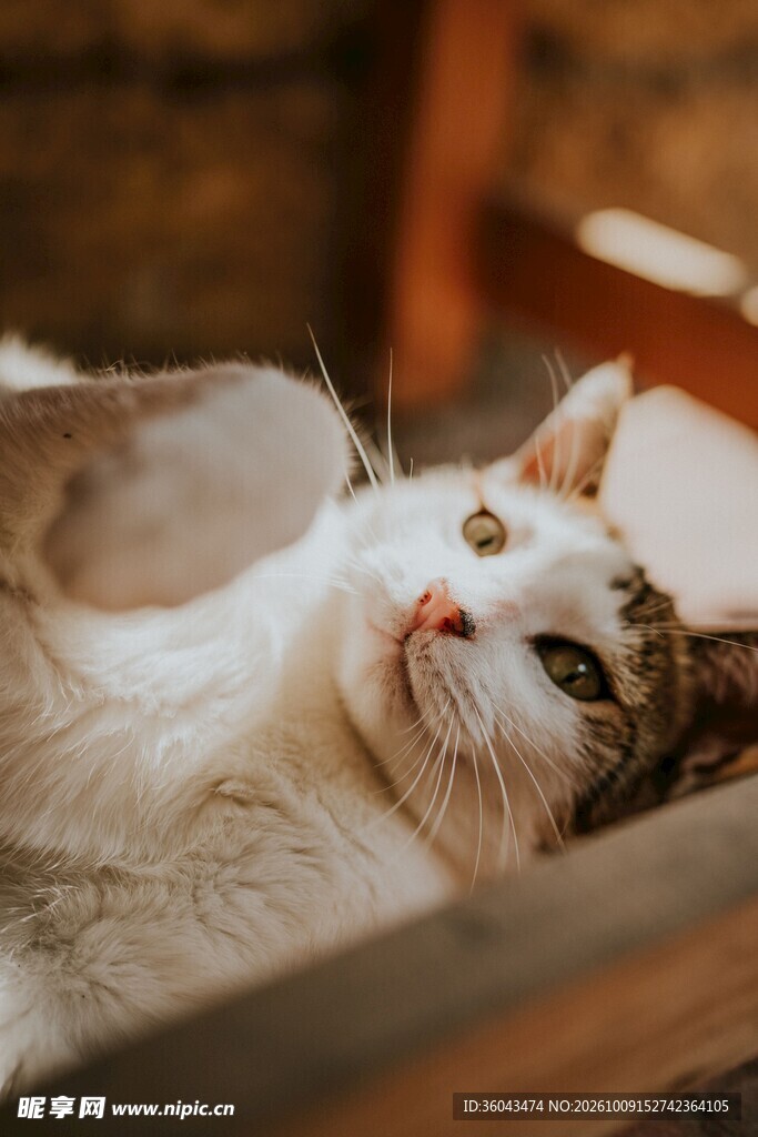 慵懒仰躺的可爱小猫