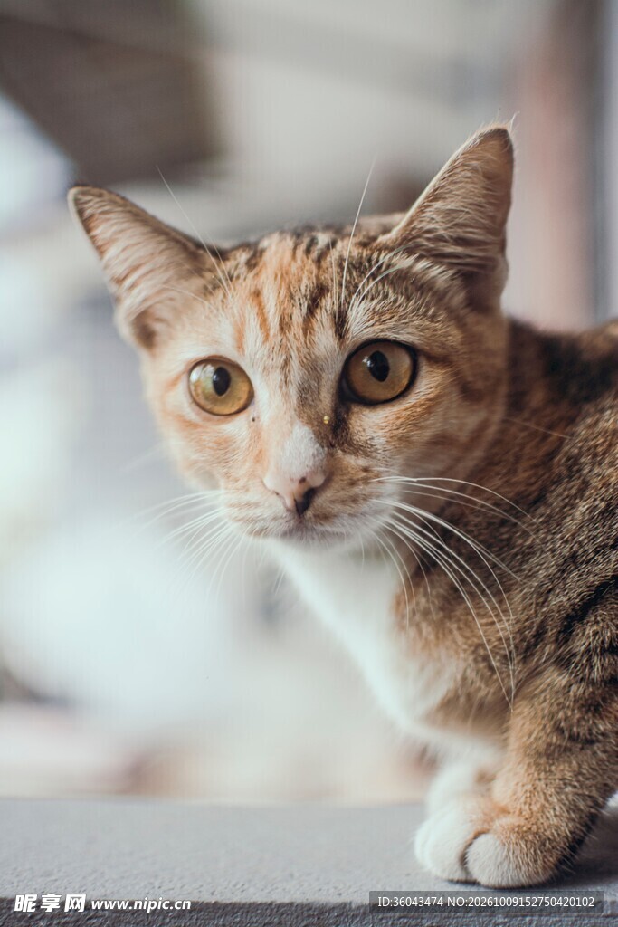 窗边好奇的虎斑小猫