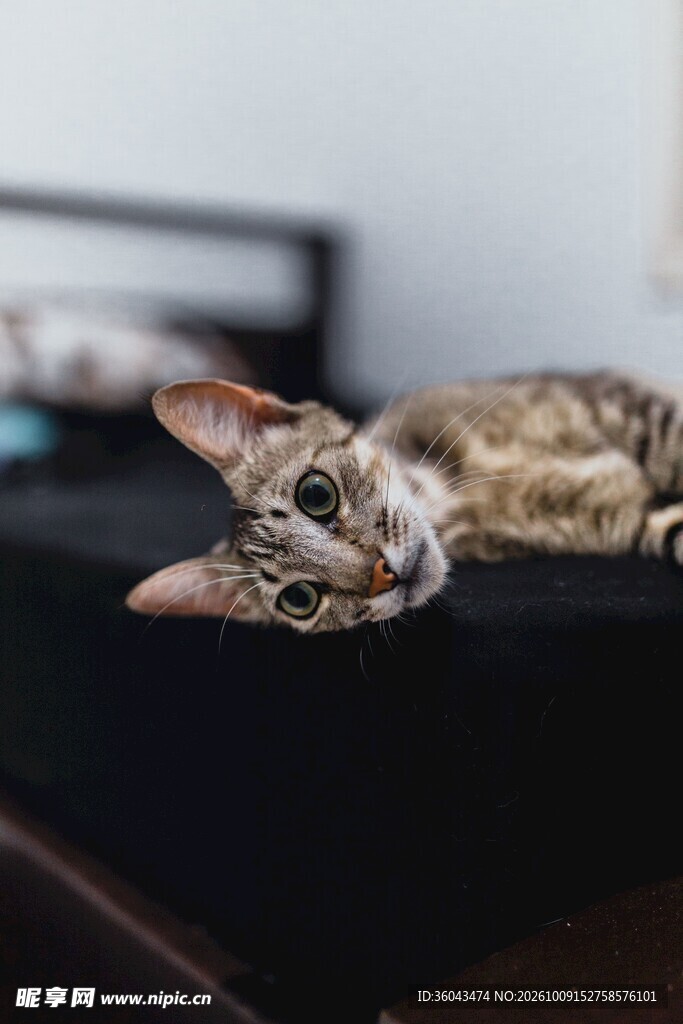 歪头张望的可爱小猫