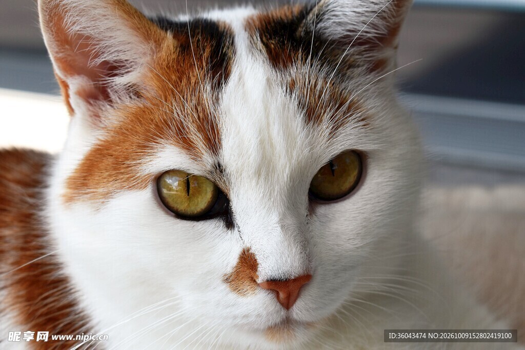 三花猫咪脸部特写