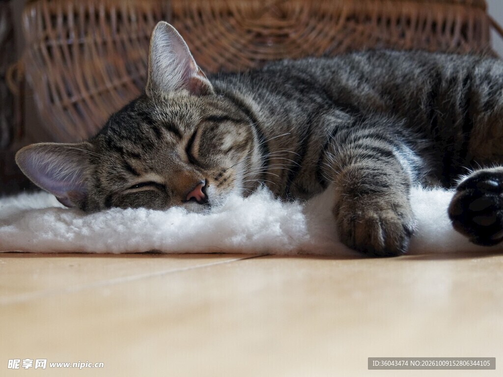 酣睡的虎斑猫咪