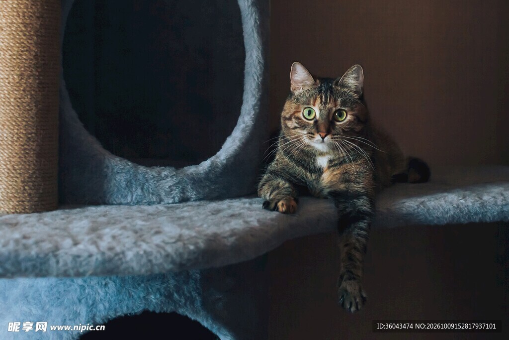 猫爬架上的虎斑小猫