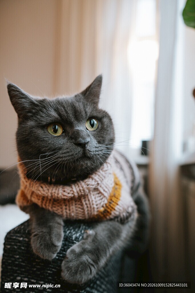 穿毛衣的英短蓝猫