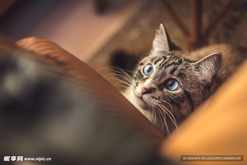 叶间探出头的小猫
