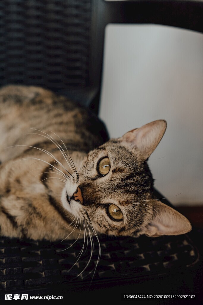 慵懒侧卧的虎斑猫