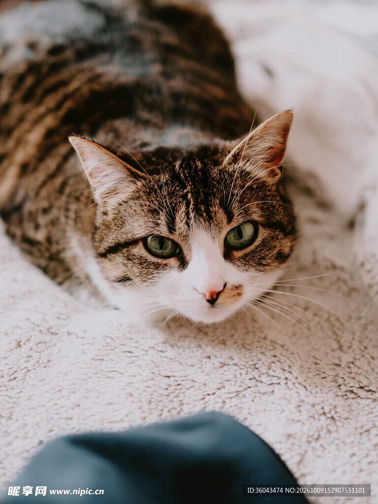 软萌虎斑小猫咪