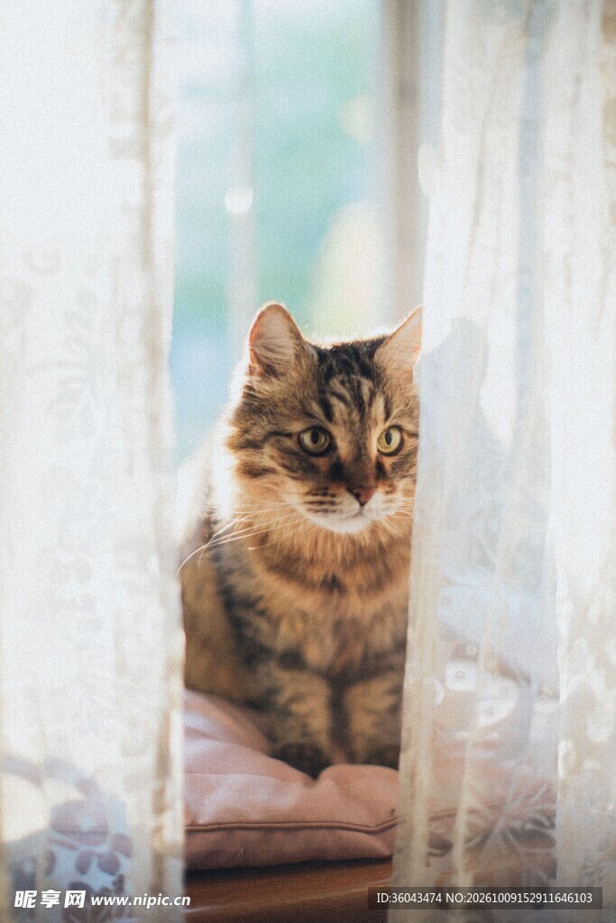 纱帘后探出头的猫咪