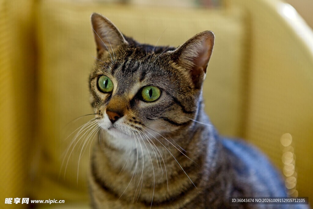 绿眼虎斑猫特写
